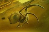 Detailed Fossil Wasp (Hymenoptera) & Spider (Araneae) in Baltic Amber #207473-2